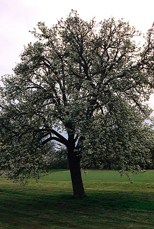 A Welland perry orchard, Worcestershire