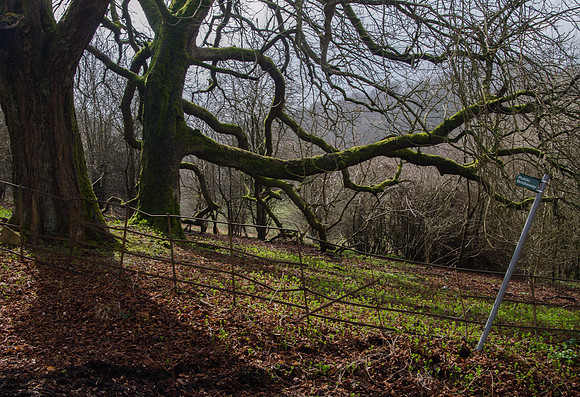 Cotswold Park, Woodmancote