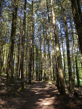 Shady path from Le Puy