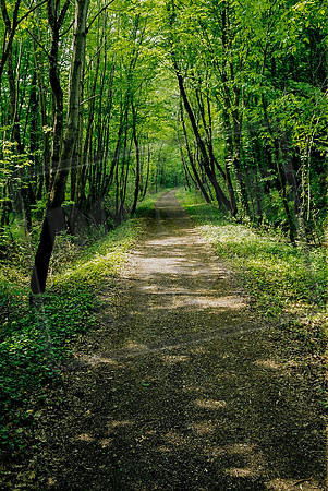 The Way running along a disused railway line towards Eauze