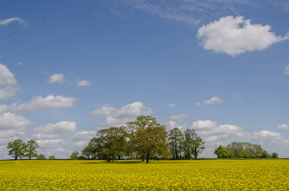 near Somerford Keynes, Gloucestershire