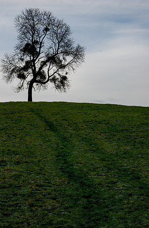 On Leckhampton Hill, Gloucestershire