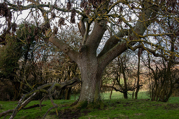 Ash, on Leckhampton Hill, Gloucestershire