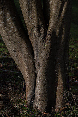 Beech: Crippetts Lane, Leckhampton