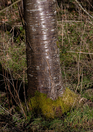 Silver birch, Greenway Lane, Ullenwood