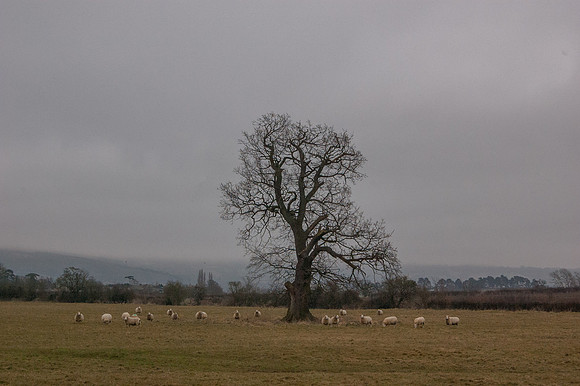 Looking towards the Escarpment from near Brockhampton hamlet