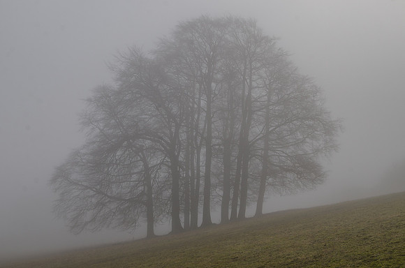 On a misty February morning at Ullenwood, Gloucestershire