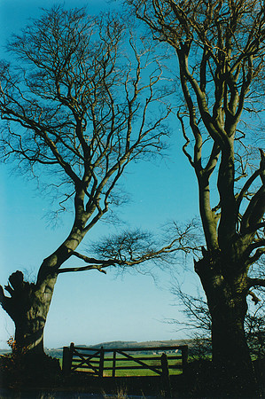 Brockhampton Quarry, Gloucestershire, seen from the Whitehall lane (January 1990)
