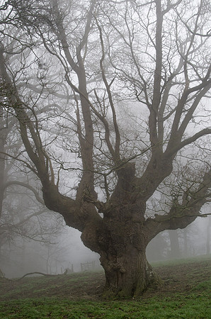 Cooper's Hill, Gloucestershire