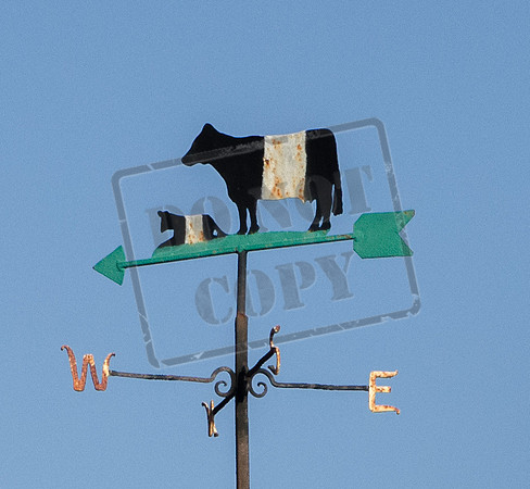 Belted Galloways on Fiona's weather vane South Woodchester, Gloucestershire