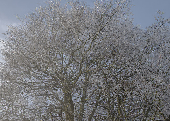 Trees at Cuckoopen Farm, Gloucestershire - on a cold February morning