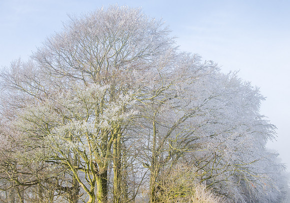 Trees at Cuckoopen Farm, Gloucestershire - on a cold February morning