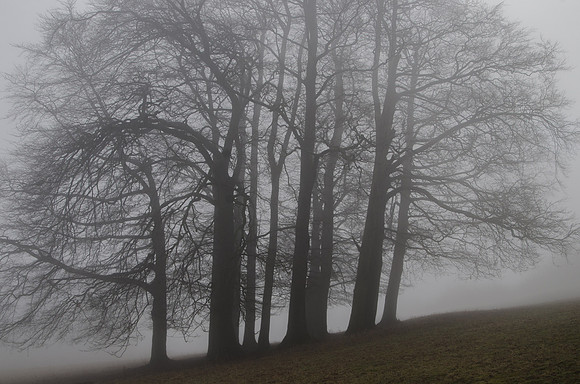 On a misty February morning at Ullenwood, Gloucestershire
