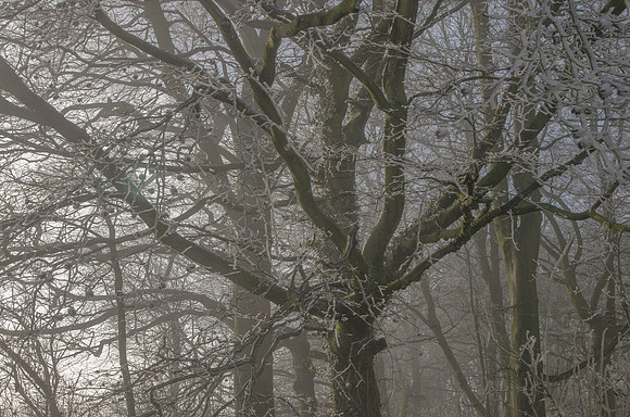 Trees at Cuckoopen Farm, Gloucestershire - on a cold February morning