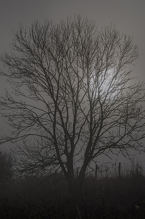 On a misty February morning above Ullenwood, Gloucestershire