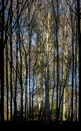 Beech: above Sheepscombe, Gloucestershire