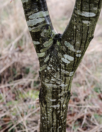 Oxleaze, near Hawling, Gloucestershire