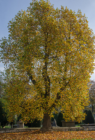 Sycamore on the edge of Painswick churchyard