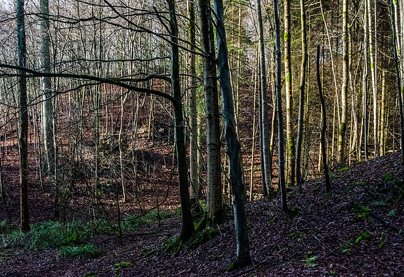Mainly beech: above Sheepscombe, Gloucestershire