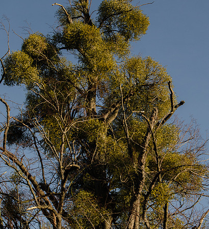 Mistletoe in old oak, Leckhampton, Gloucestershire