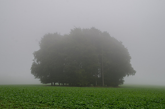 Autumnal morning, Ullenwood, Gloucestershire